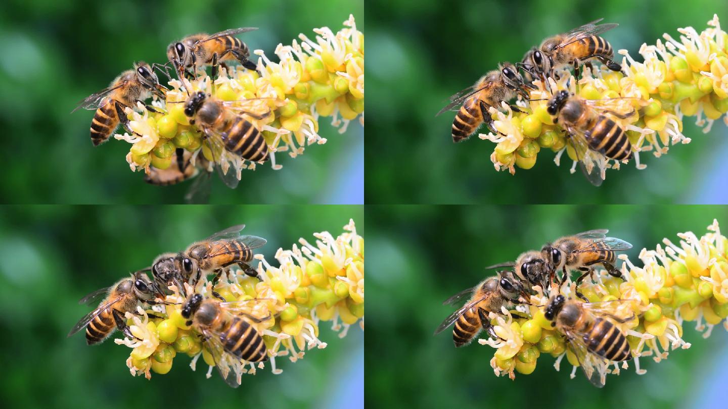 蜜蜂在收集花粉采蜜花朵