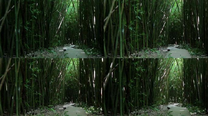 竹林高清视频唯美生态环境竹子素材
