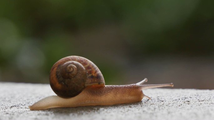 一只小蜗牛在地上慢慢地爬。