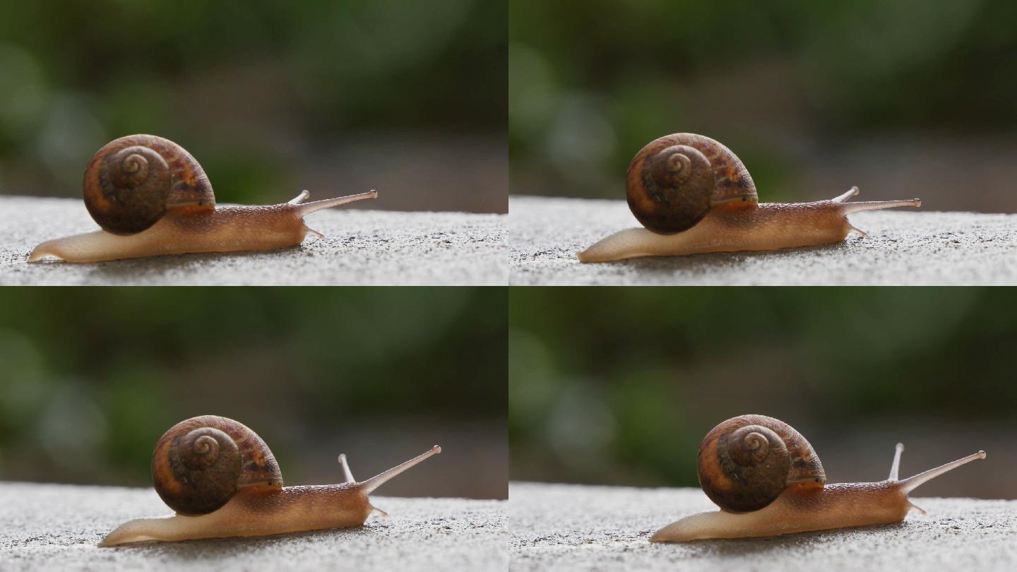 一只小蜗牛在地上慢慢地爬。