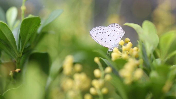 小清新米兰花花丛中的蝴蝶 鲜花 高清实拍