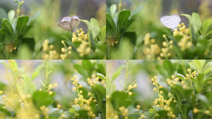 小清新米兰花花丛中的蝴蝶 鲜花 高清实拍