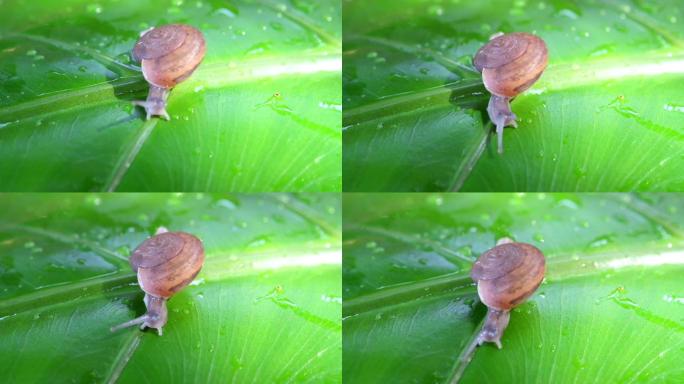 小蜗牛绿叶上蜗牛爬行特写小清晰