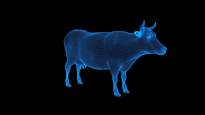 蓝色全息科技线框奶牛动画带通道