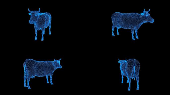 蓝色全息科技线框奶牛动画带通道