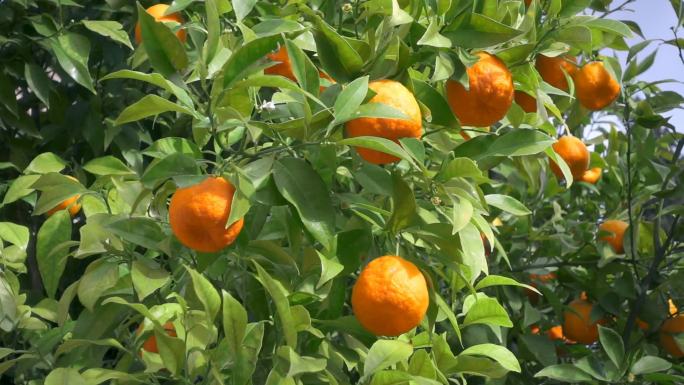 橘子树的慢动作拍摄