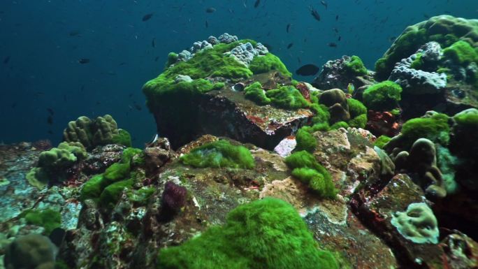 水下珊瑚礁生态系统。