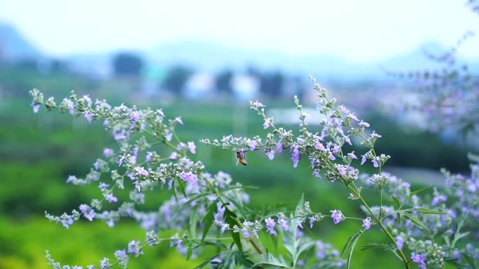 蜜蜂采蜜荆轲花蜜