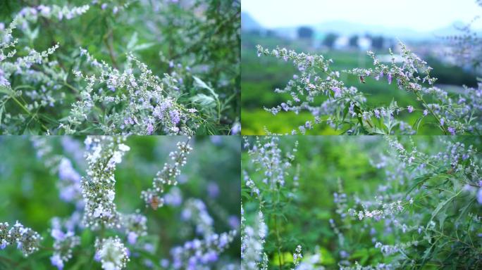 蜜蜂采蜜荆轲花蜜