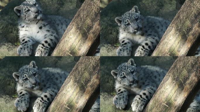 小雪豹特写镜头珍稀物种国家保护猫科