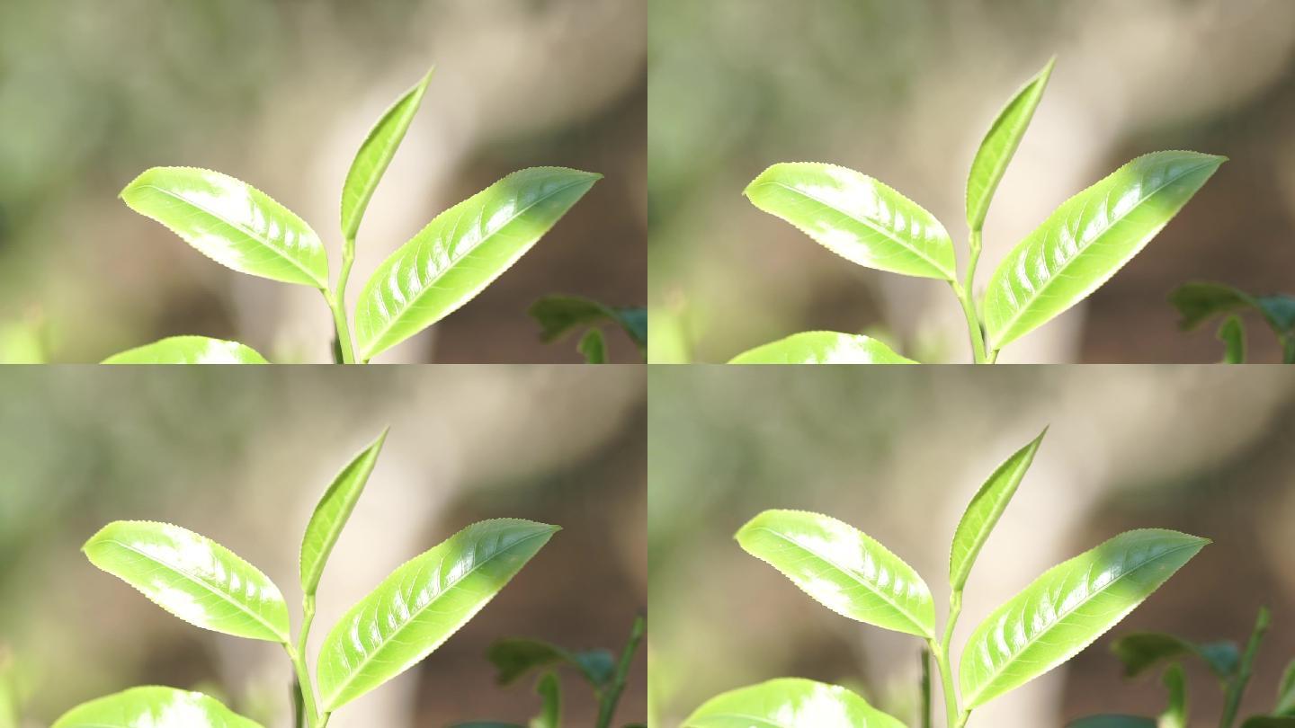 实拍普洱茶鲜叶在阳光下的特写镜头
