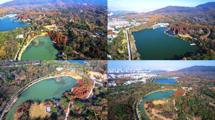 南京中山植物园 燕雀湖秋景