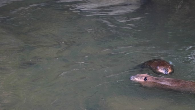 两只海狸河狸玩水海貂河貂生态保护区