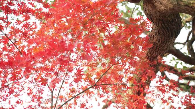 深秋的红枫