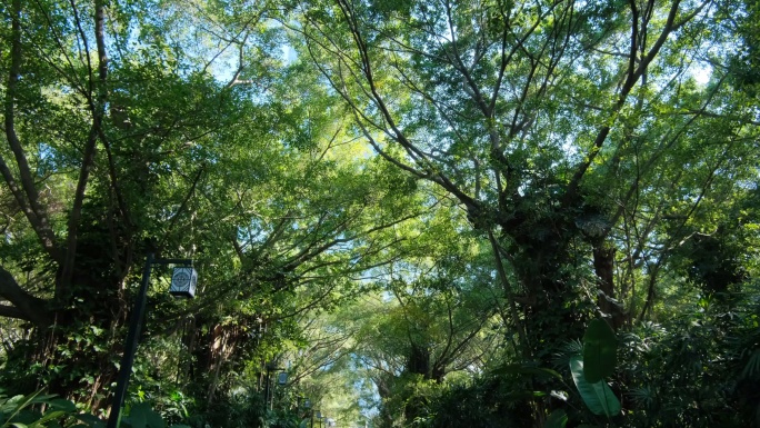 走进阳光树林穿越热带雨林原始森林丛林穿梭