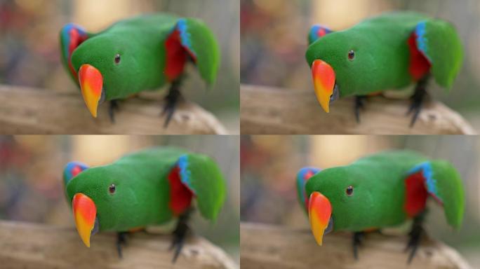 绿色的鹦鹉视频素材特写