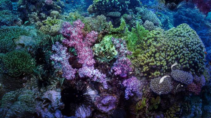 海底珊瑚水草俯视
