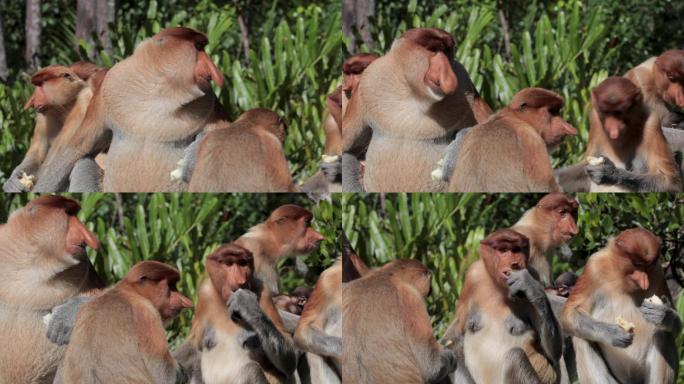 长鼻猴吃水果星星动物吃食物