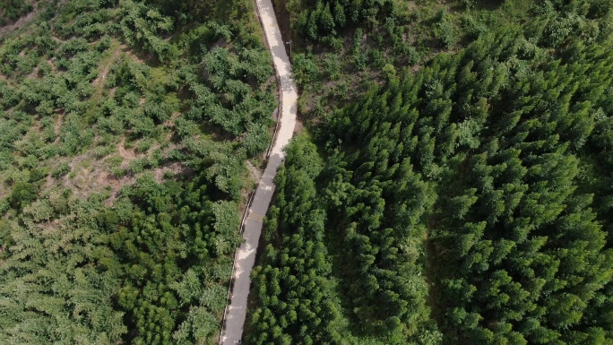 航拍羊肠小路森林雨林山