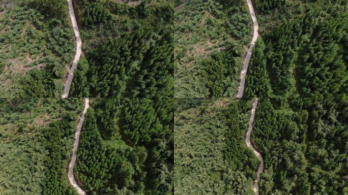 航拍羊肠小路森林雨林山