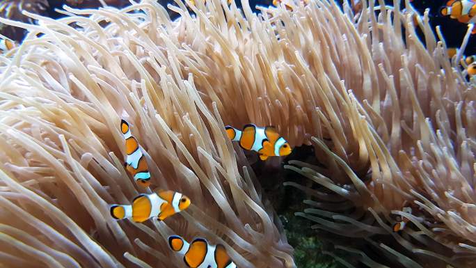 许多小丑鱼和海葵海葵鱼海底世界珊瑚礁