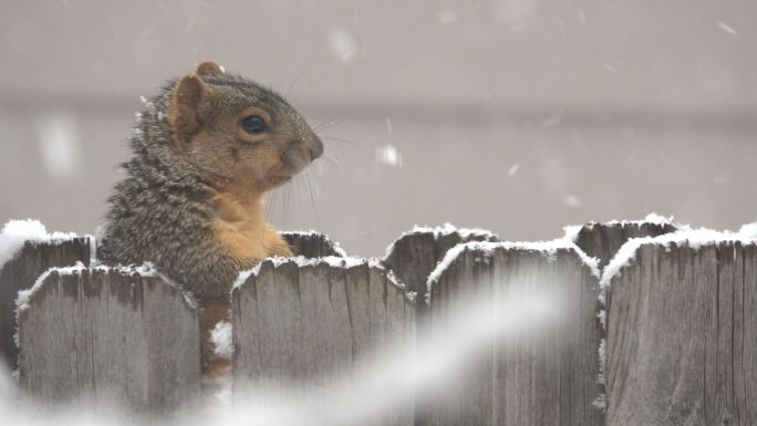 一只松鼠在栅栏里寻找食物。