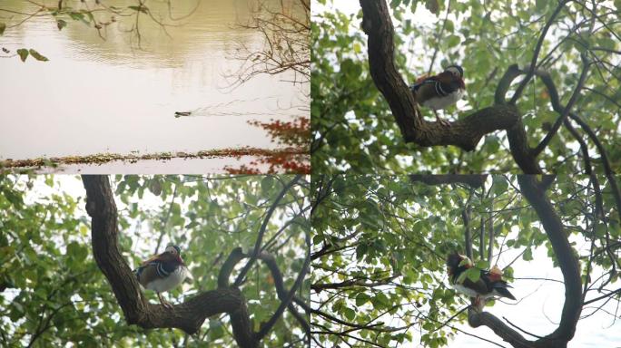 公园白鹭鸳鸯鸭子纪实