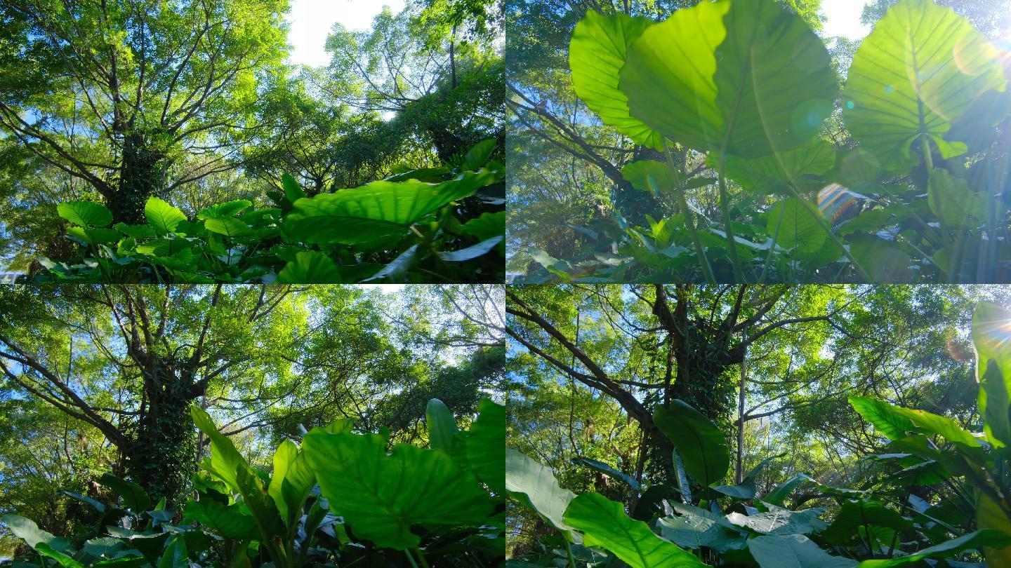 清晨唯美绿野仙踪阳光热带雨林原始森林丛林