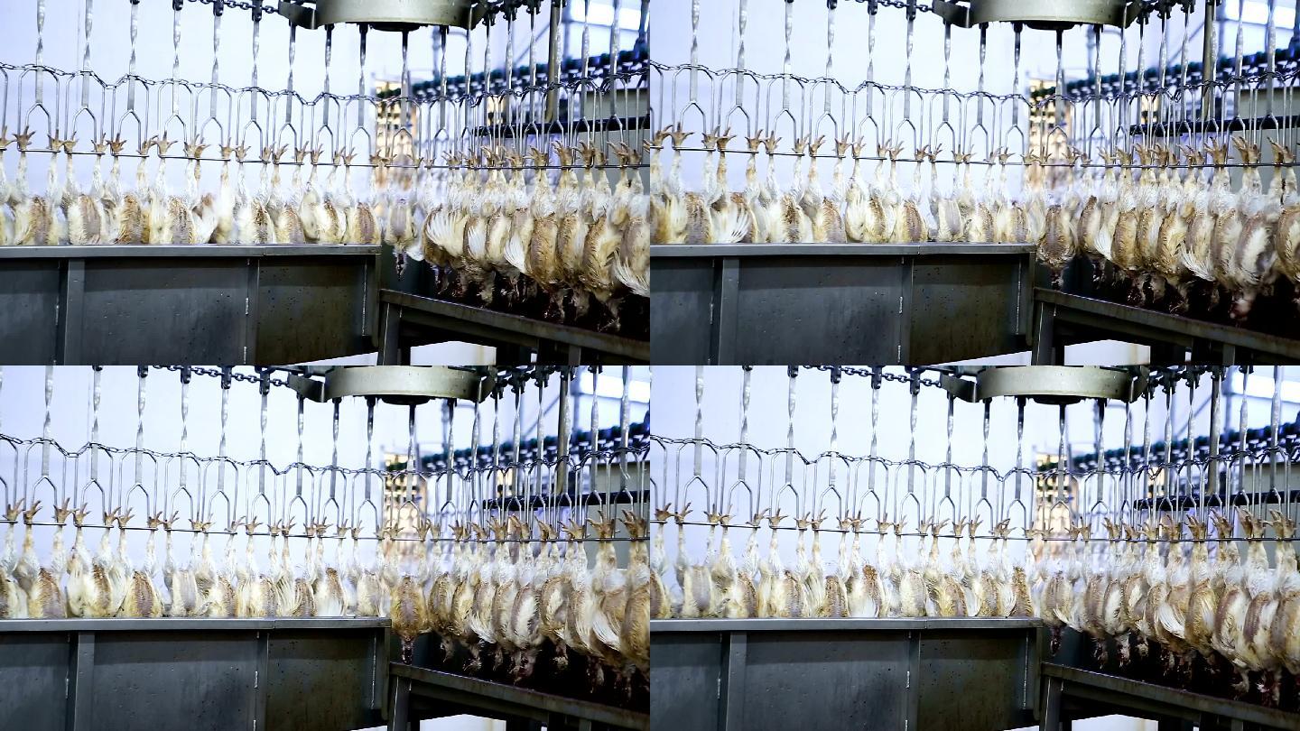 家禽养殖场的鸡肉加工生产线