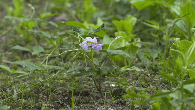 豌豆生菜豆角花