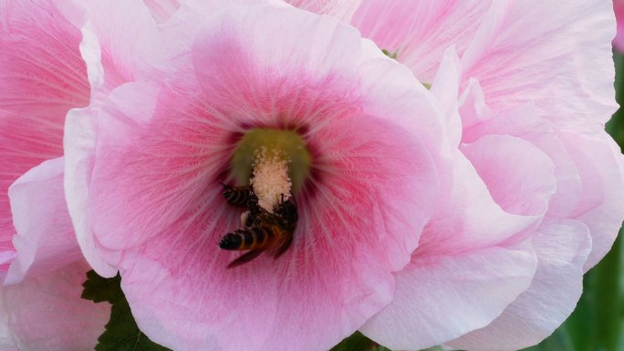 蜜蜂正在采集花粉视频素材