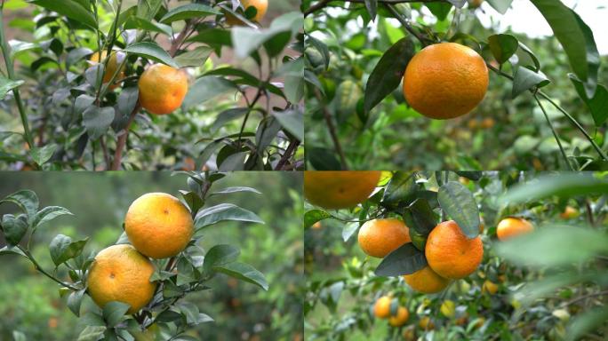 沃柑柑橘橘子实拍【4K】
