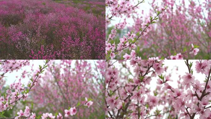 桃花 花海 航拍