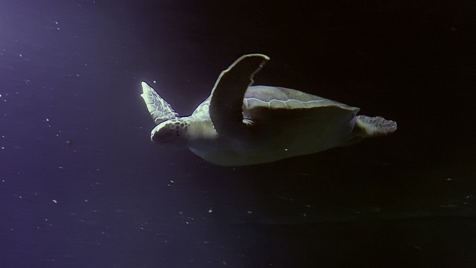 靠近大海里的一只大海龟