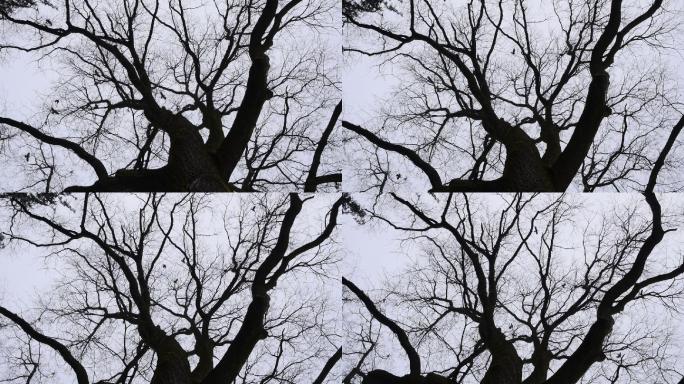 乌鸦飞过一棵巨大的黑树