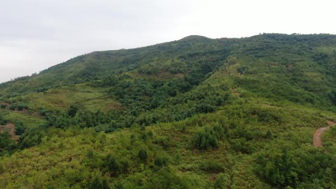 航拍森林雨林山天空