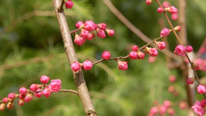 鲜花春天花苞2