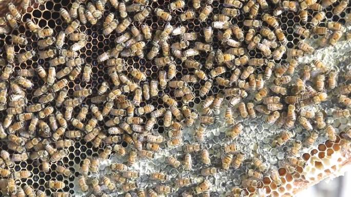 竖版蜂箱 蜂蜜 蜜蜂 蜂巢 取蜜 养蜂