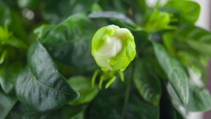 美丽的白色栀子花盛开绽放生机勃勃唯美生长