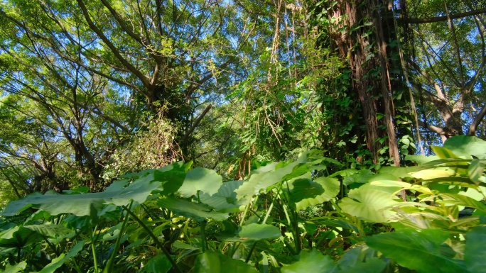 清晨唯美绿野仙踪阳光热带雨林原始森林丛林