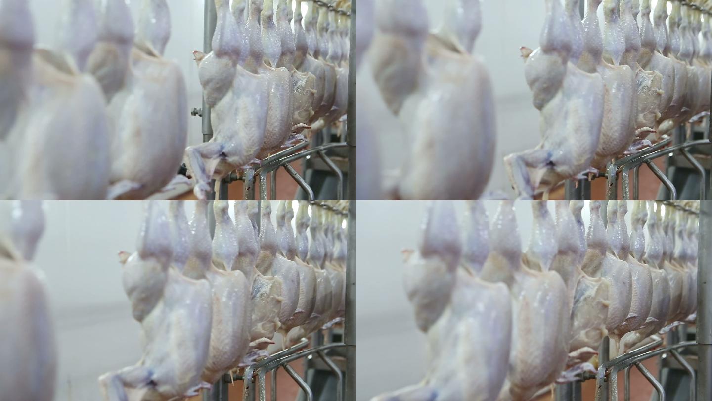 鸡肉生产线工厂小公鸡农业机器