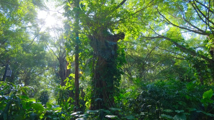 清晨唯美绿野仙踪阳光热带雨林原始森林丛林