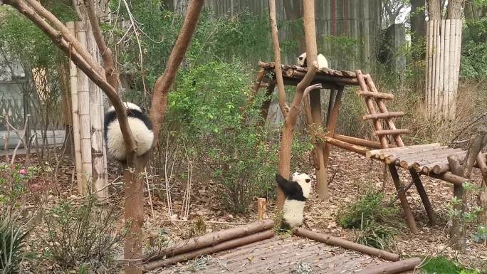 可爱 大熊猫 吃竹子