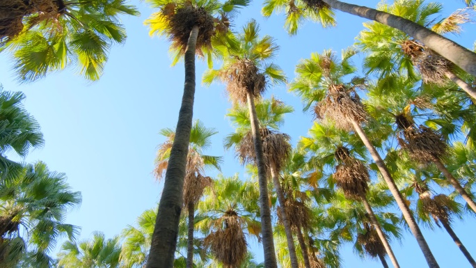 唯美阳光高大的棕榈树林