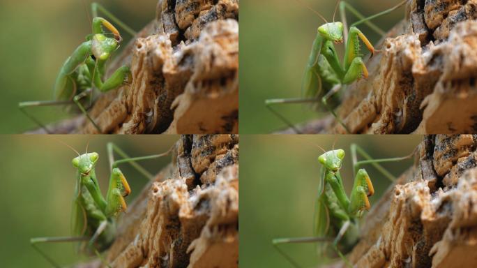 绿螳螂坐在树干上。极端特写镜头。