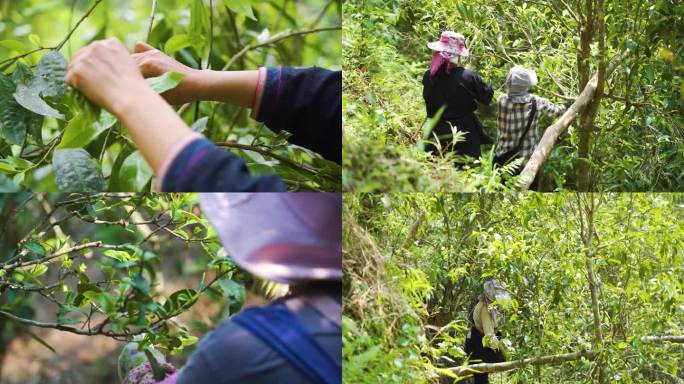 云南易武茶山国有林茶园茶农采摘爬树茶叶