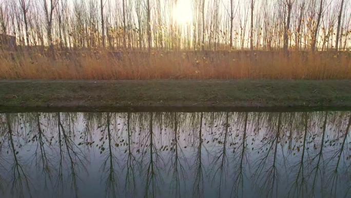 秋冬季节落日夕阳蓝色溪水的芦苇丛高清航拍