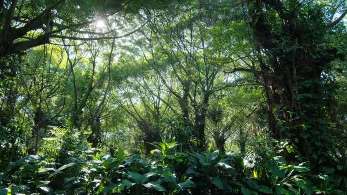 清晨唯美绿野仙踪阳光热带雨林原始森林丛林