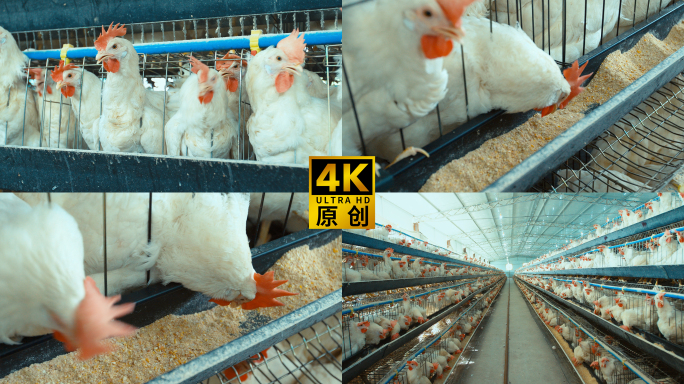 原创4K蛋鸡养殖蛋鸡养殖