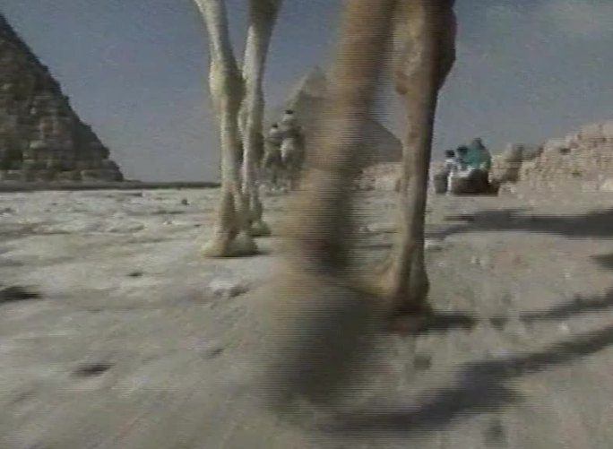 埃及警察骑骆驼巡逻